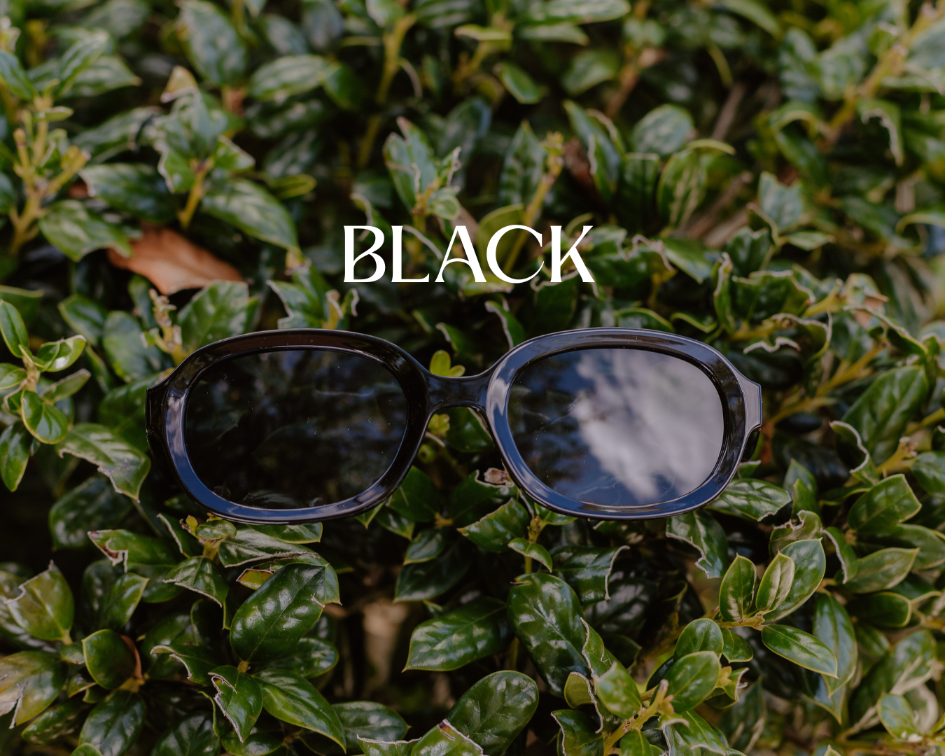 Chic Sunglasses