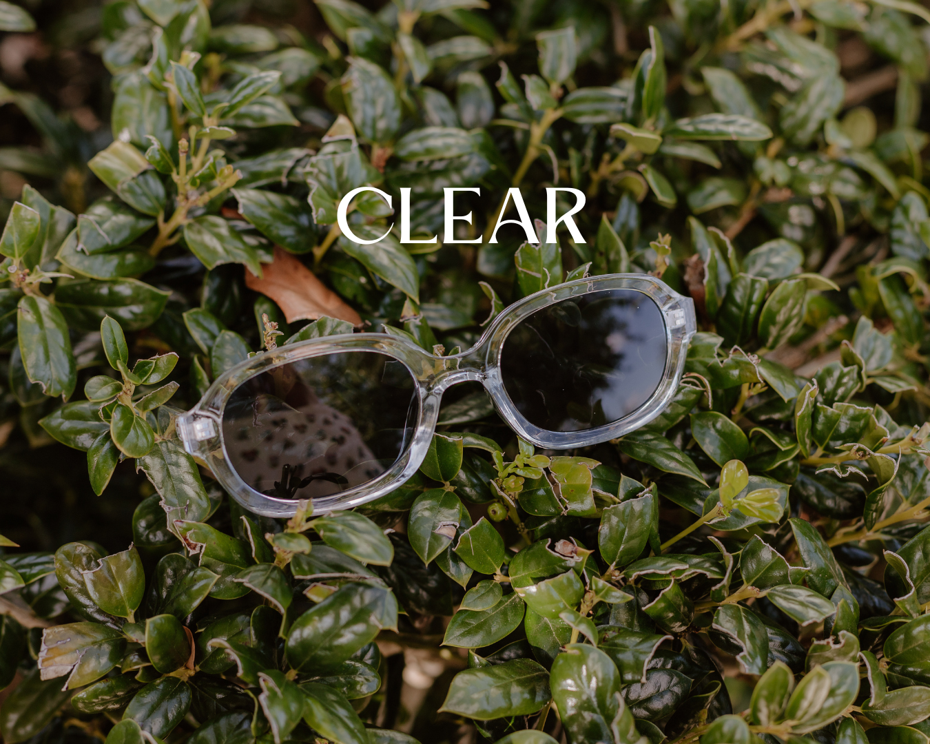 Chic Sunglasses