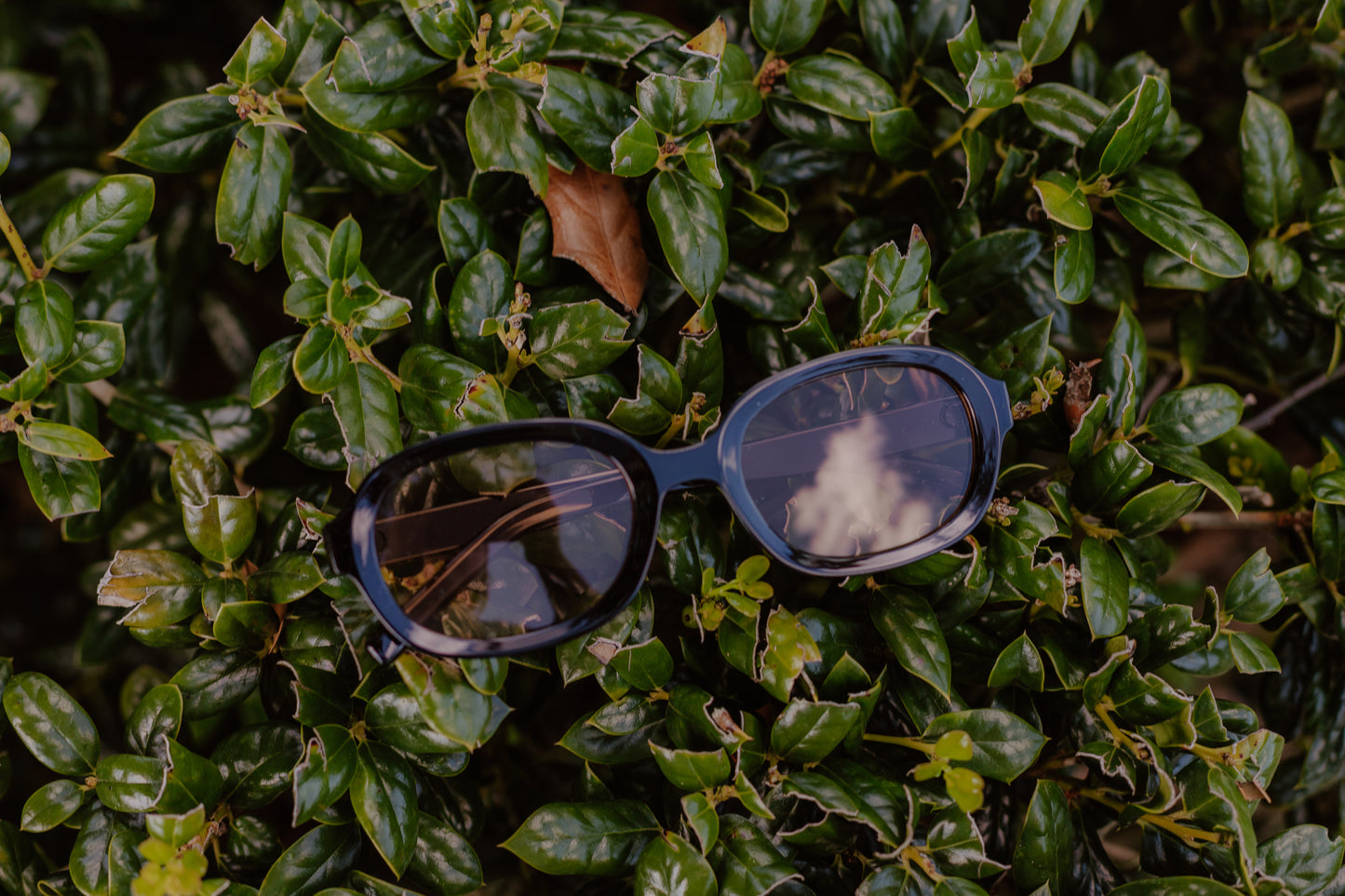 Chic Sunglasses