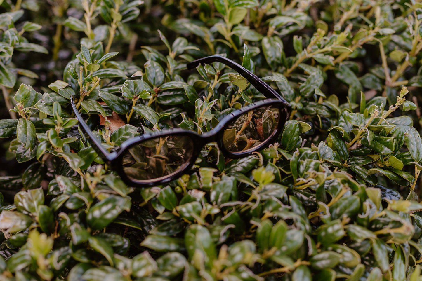 Chic Sunglasses