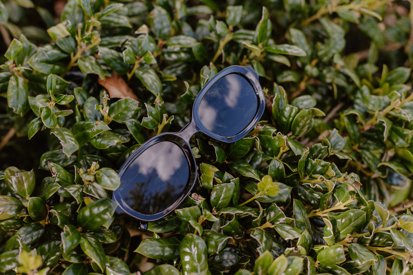 Chic Sunglasses