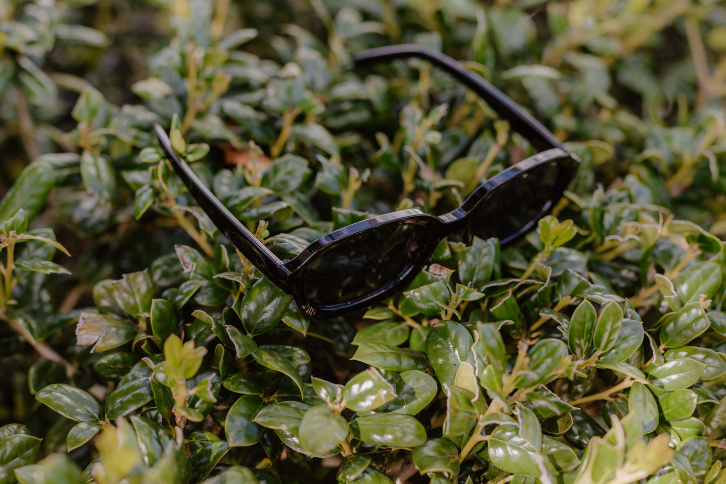 Chic Sunglasses