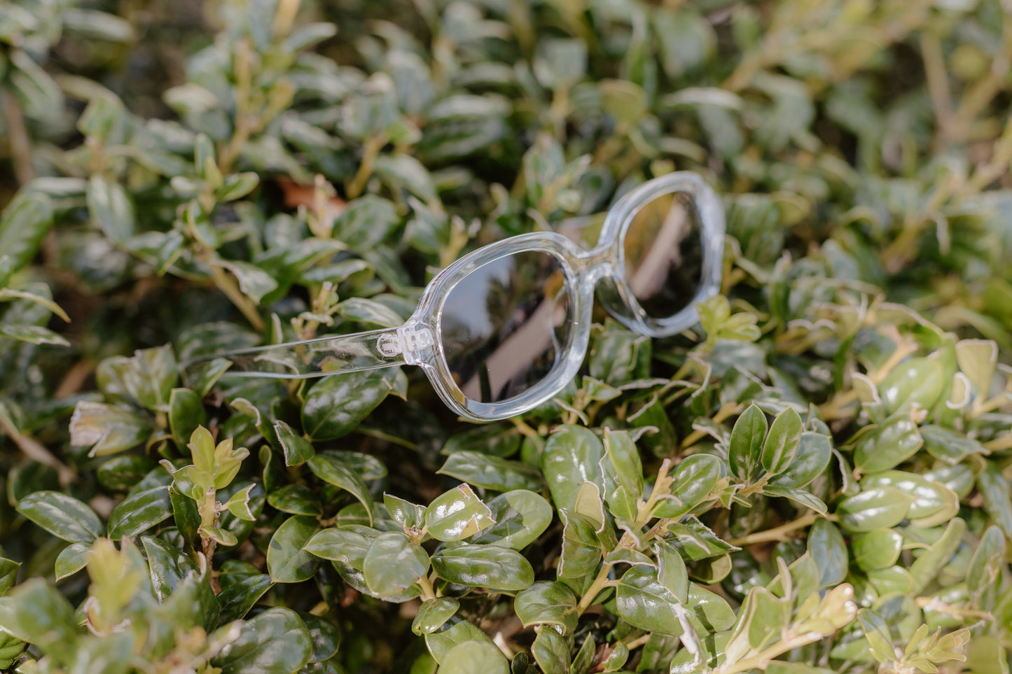 Chic Sunglasses